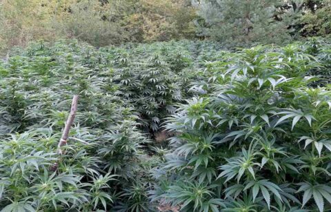 Marihuana plantaža Foto MUP ilustracija