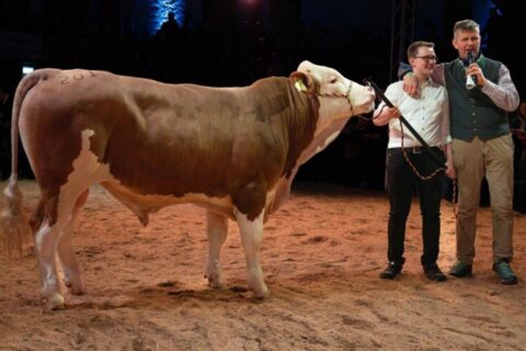 Bik prodat za 94.000 eura Foto: Facebook/Rinderzucht Fleckvieh