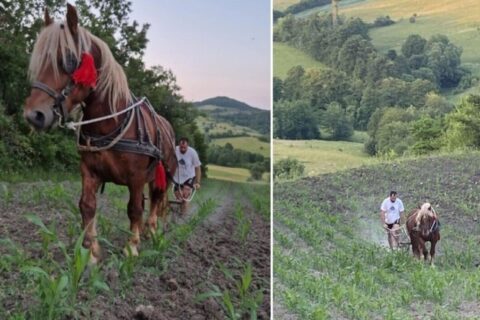 Dragan Simovic i konj Riđo Foto Printskrin Facebook/Agroklub