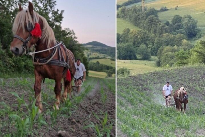 Dragan Simovic i konj Riđo Foto Printskrin Facebook/Agroklub