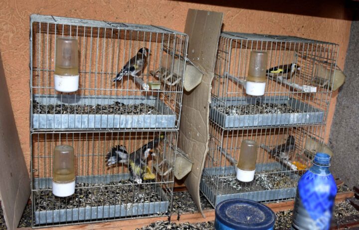 kavezi sa ptiicama zasticene vrste ptica foto mup