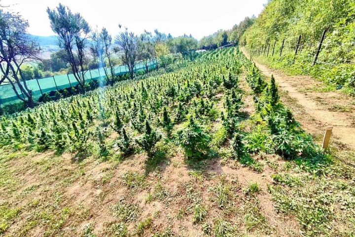 Plantaza kanabisa kod Bihaca Foto Kantonalno tužilaštvo USK