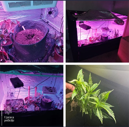 laboratorija marihuana foto uprava policije crne gore