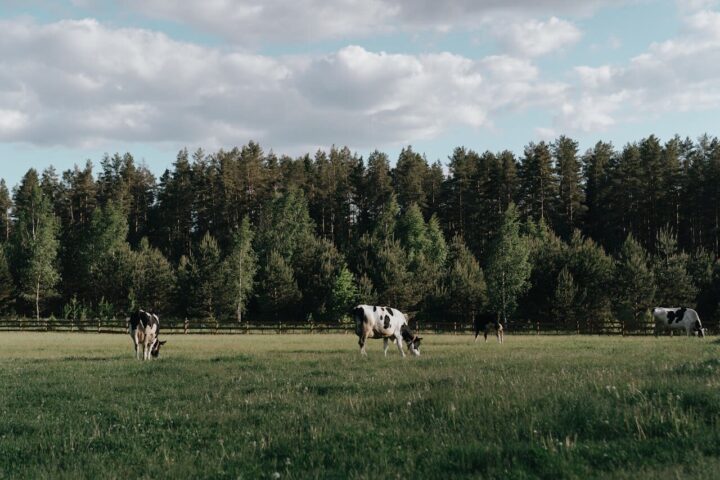 Krava krave selo imanje Foto Pexels Cottonbro studio