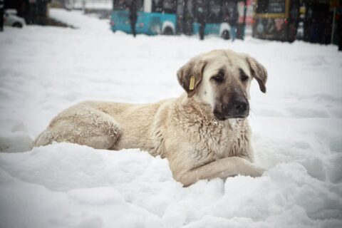 Pas kangal Foto Serkan Gönültaş Pexels
