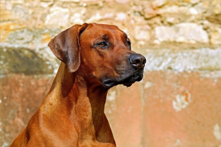 Pas Image by Couleur from Pixabay